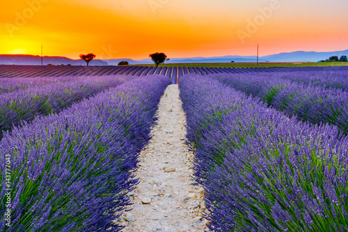 scented lavender fields in bloom in southern france