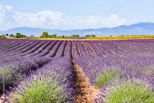 scented lavender fields in bloom in southern france