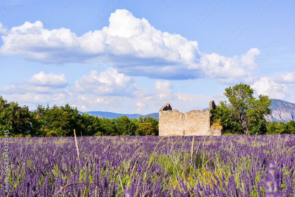 panorama of lavender of Provence in France