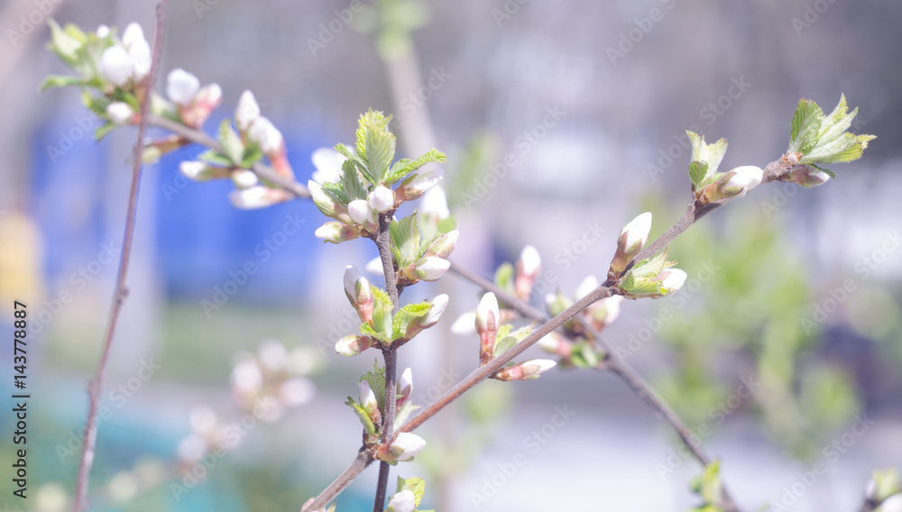 Spring beautiful blossoming apple-tree or cherry branches. Springtime background. Close up. Spring branch of a tree, with blossoming white small flowers on a bokeh background Spring beautiful blossoming apple-tree or cherry branches. Springtime background. Close up. Spring branch of a tree, with blossoming white small flowers on a bokeh background