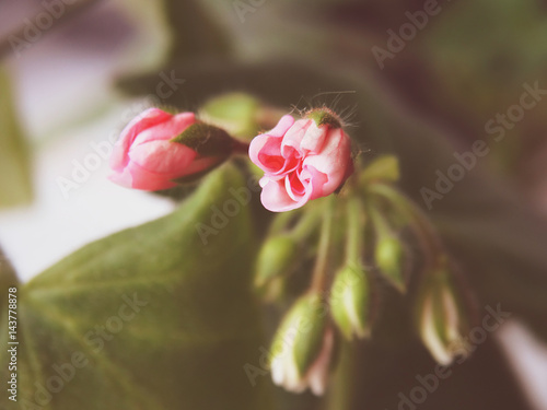 Fototapeta Naklejka Na Ścianę i Meble -  Geranium flower , houseplant