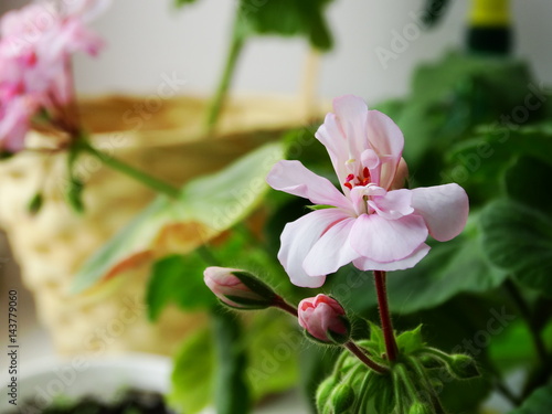 Fototapeta Naklejka Na Ścianę i Meble -  Geranium flower , houseplant