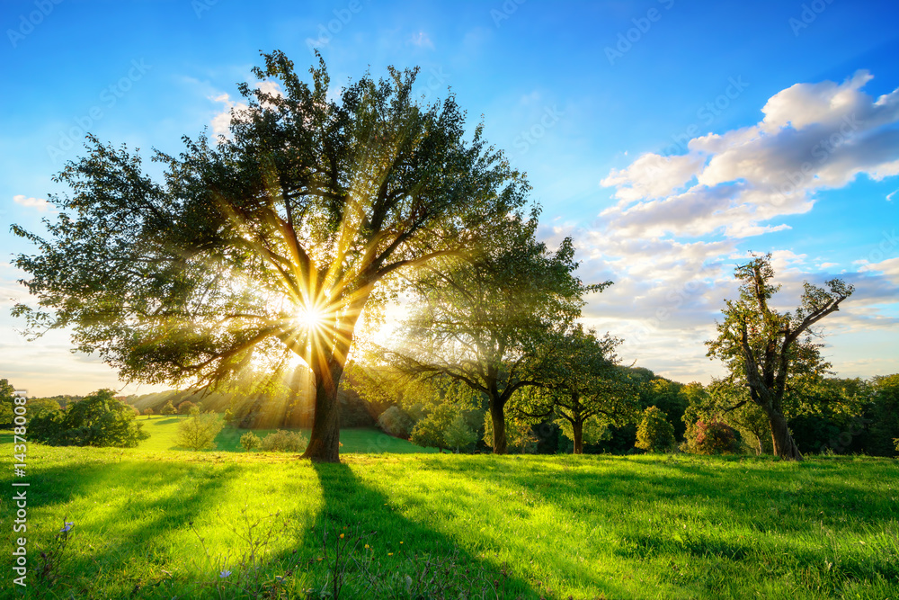 The sun shining through a tree on a green meadow, a vibrant rural landscape with blue sky before sunset - obrazy, fototapety, plakaty 