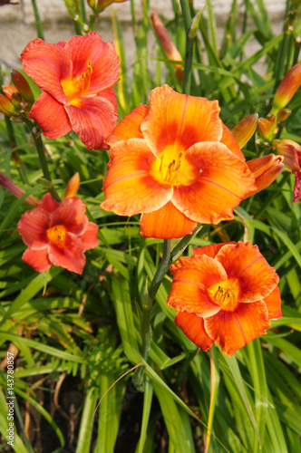 Many orange lily flowers with green