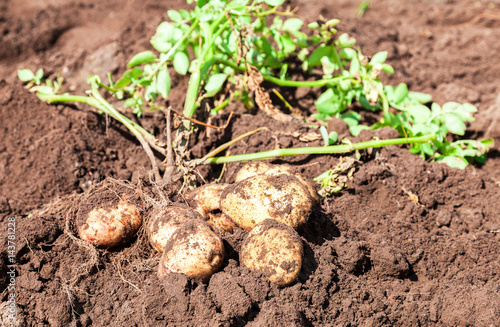 Freshly dug organic potatoes on the field in sunny summer day