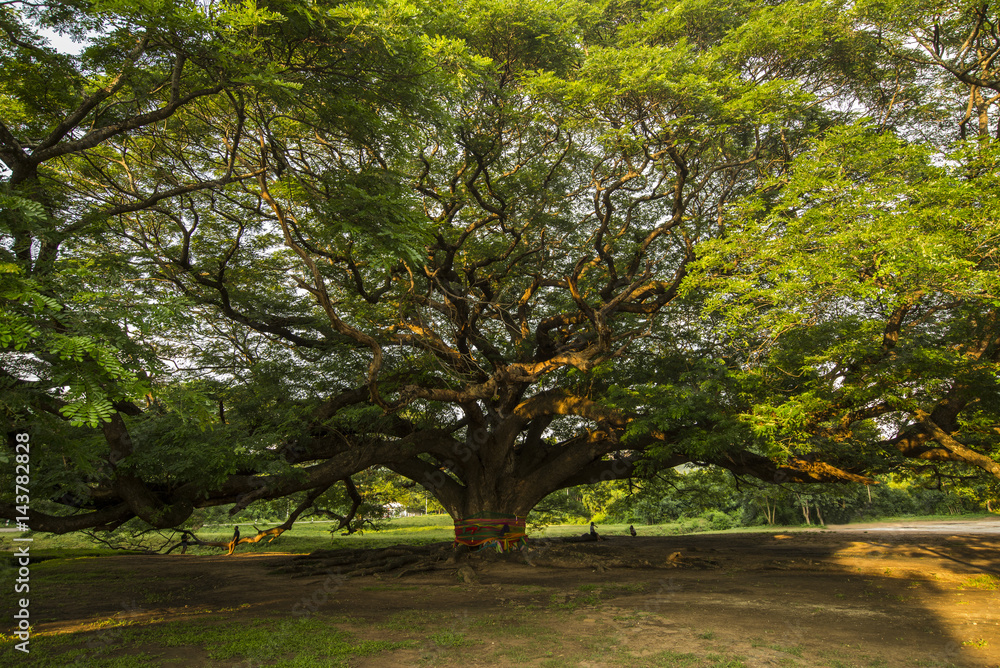 Naklejka premium Very old conservative giant tree in Thailand
