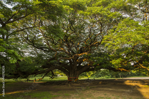 Very old conservative giant tree in Thailand © behindlens