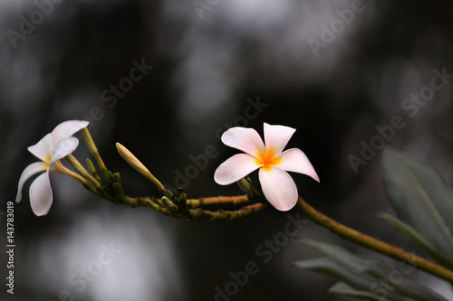 Beautiful Flower