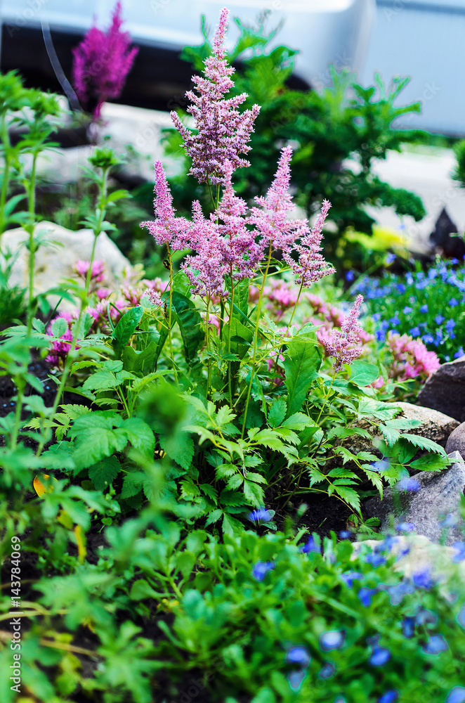 Closeup of Astilbe chinensis - herbaceous perennial flower Closeup of Astilbe chinensis - herbaceous perennial flower