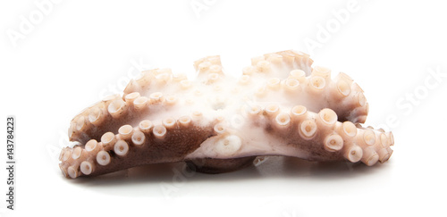 tentacles of octopus isolated on white