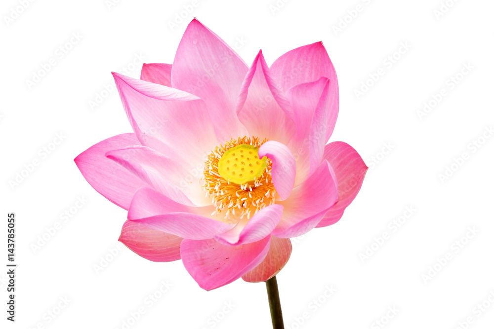 lotus flower isolated on white background. lotus flower isolated on white background.