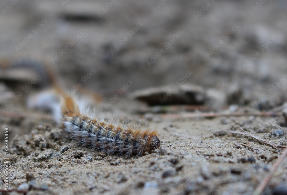 caterpillar caterpillar