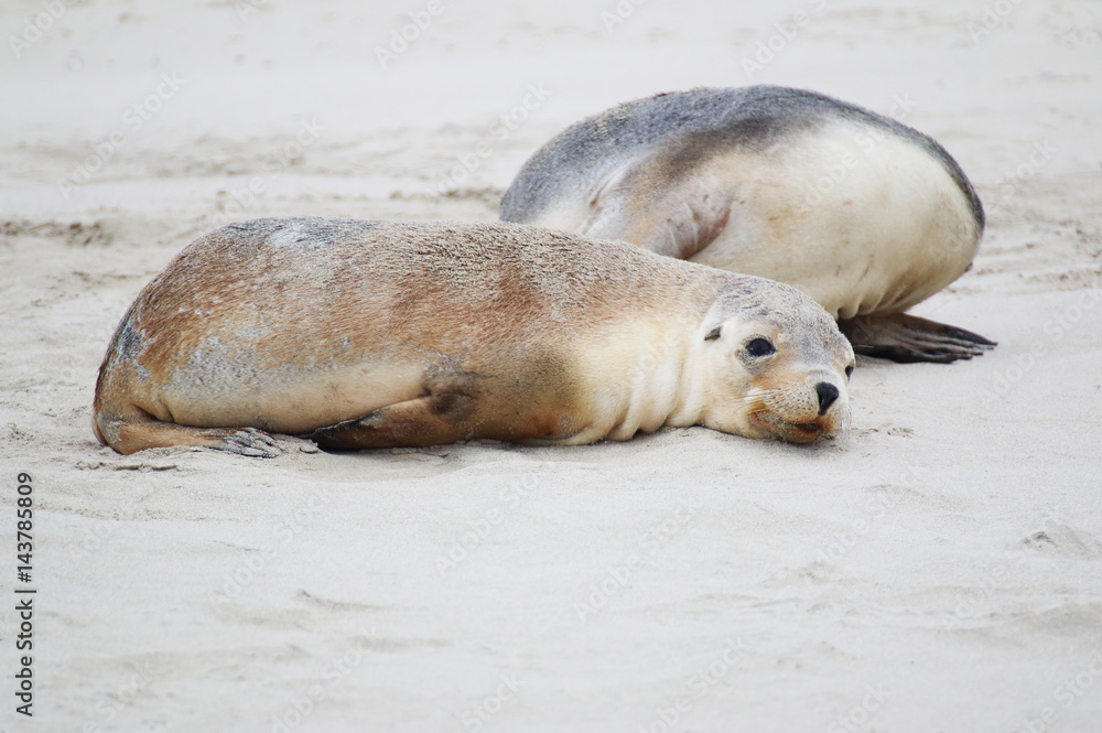 Fototapeta premium Tired sea lion cub