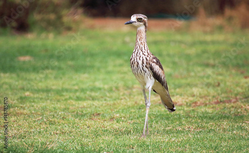  Bush Stone Curlew