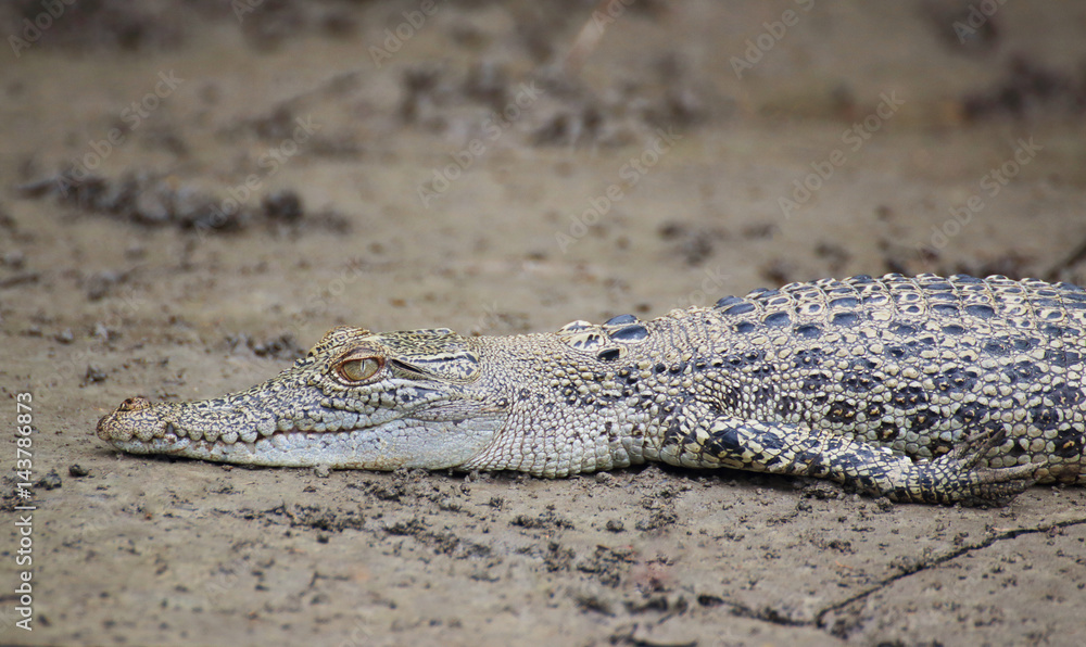 Fototapeta premium Crocodile baby