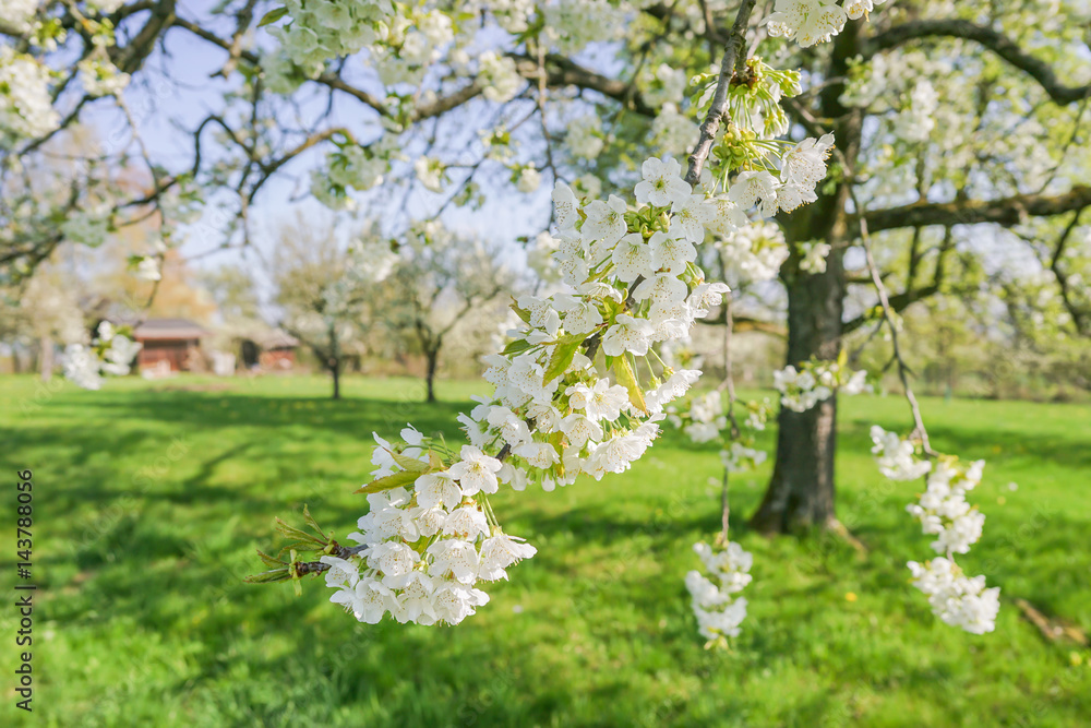 Fototapeta premium Obstblüte im Frühling