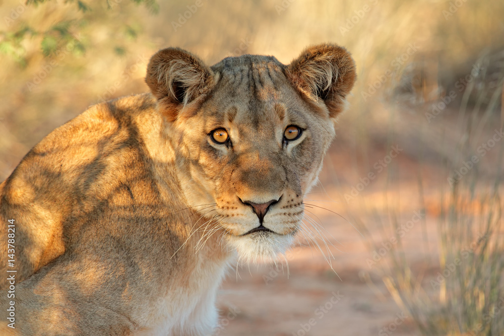 Obraz premium Portret lwicy afrykańskiej (Panthera leo), RPA.