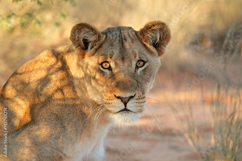 Portrait of an African lioness (Panthera leo), South Africa.