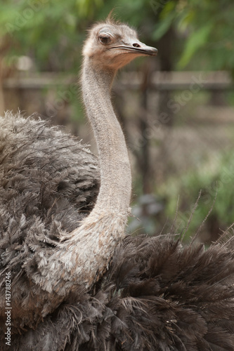  Face of the Adult ostrich enclosure. Curious African ostrich.