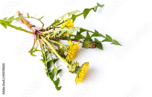 Fototapeta Naklejka Na Ścianę i Meble -  Dandelion flowers with roots isolated on white