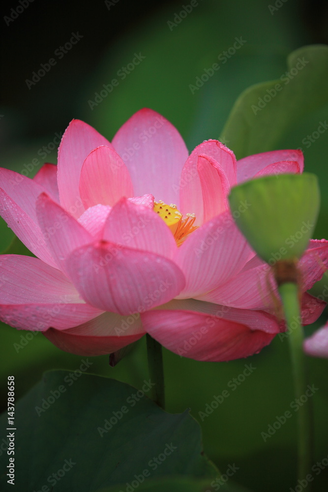 lotus lotus