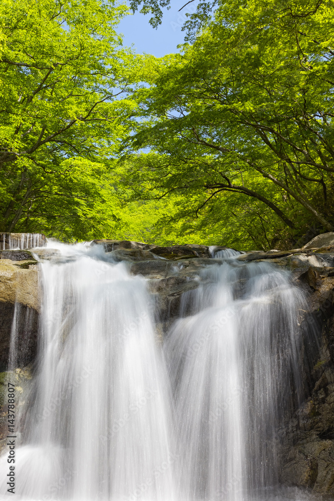 Obraz premium 新緑の夏井川渓谷