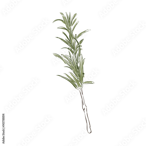 Rosemary herb vector