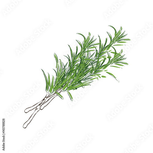 Fresh rosemary vector