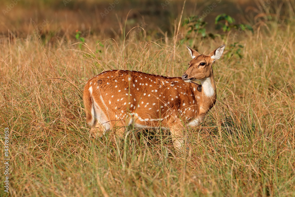 Female spotted deer or chital (Axis axis), Kanha National Park, India