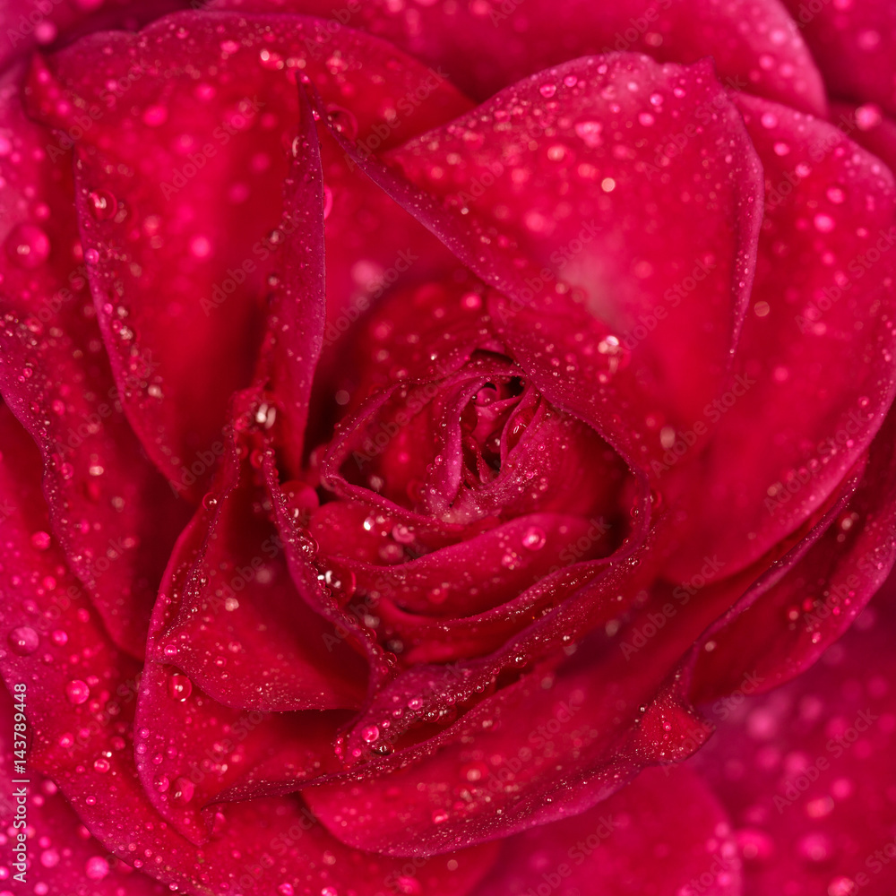 Rose flower with drops of water close up. Macro photography Rose flower with drops of water close up. Macro photography