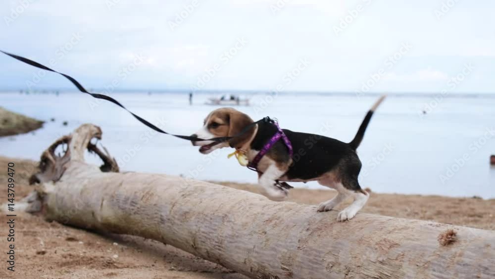 Woman and cute Beagle dog playing on Beach of tropical island Bali, Sanur, Indonesia. Woman and cute Beagle dog playing on Beach of tropical island Bali, Sanur, Indonesia.