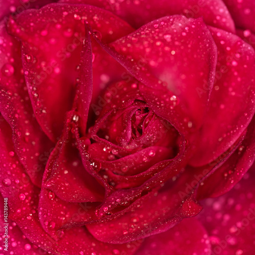 Rose flower with drops of water close up. Macro photography