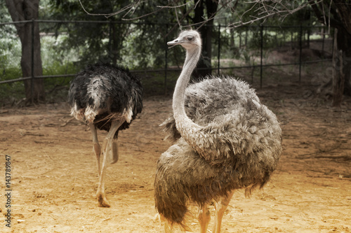  The Adult ostrich enclosure. Curious African ostrich.