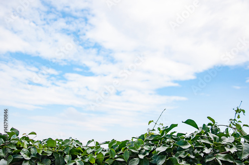 Sky background with tree bush foreground