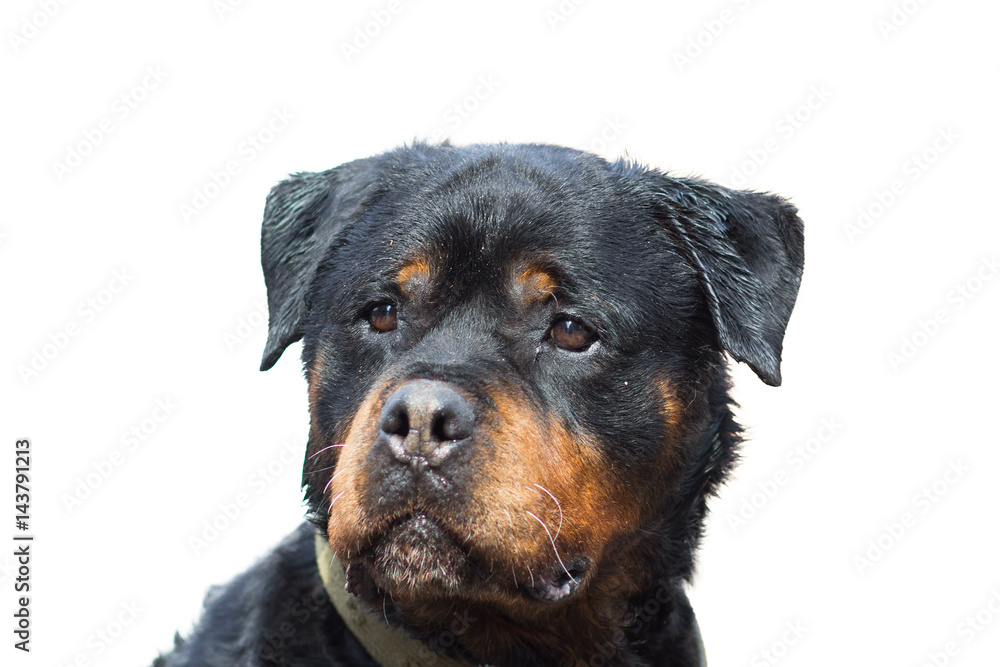 Rottweiler dog portrait close-up, isolated on white Rottweiler dog portrait close-up, isolated on white