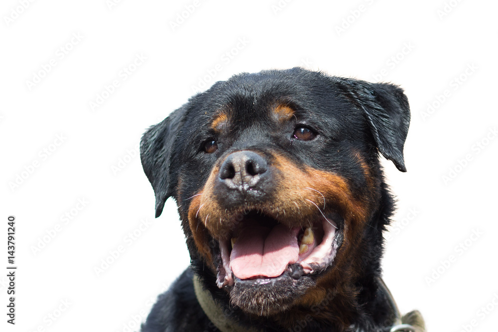 Rottweiler dog portrait close-up, isolated on white