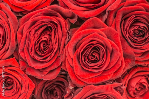 Fresh colorful bright roses closeup background