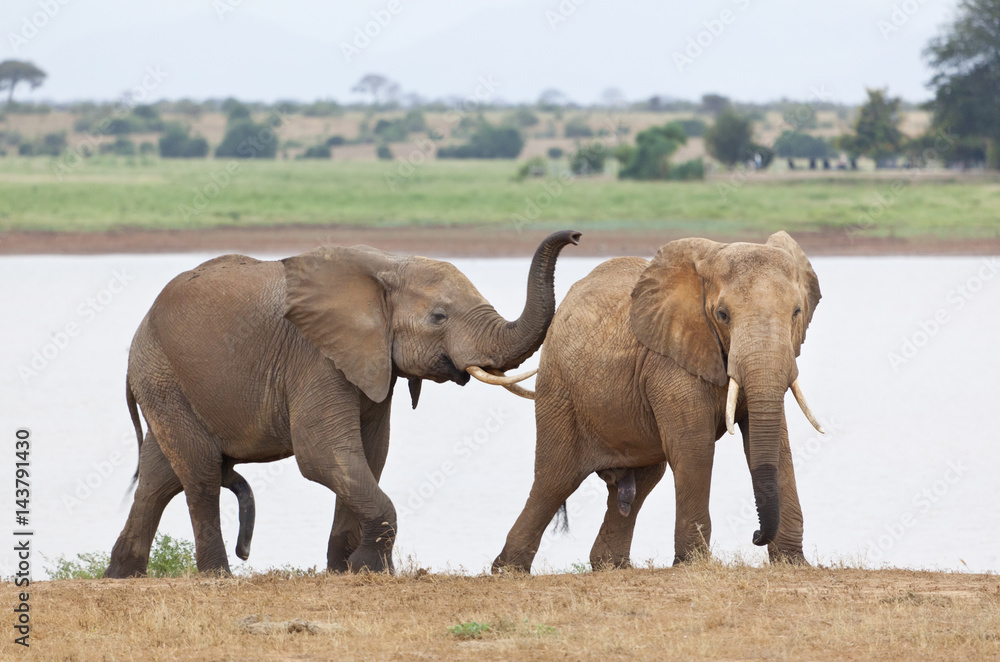 Elephants Shortly Before Mating