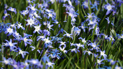 Blooming field of blue flowers