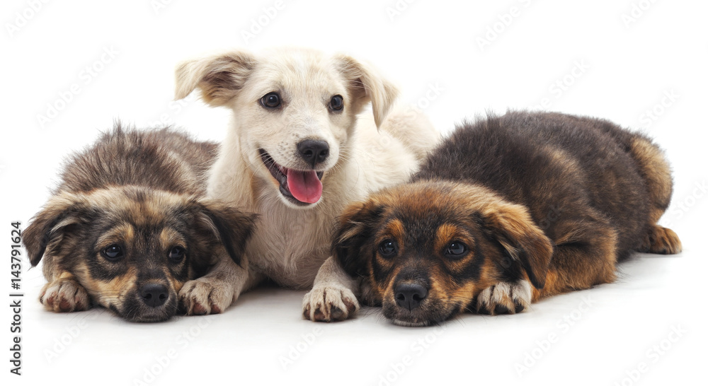 Fototapeta premium Three puppies.