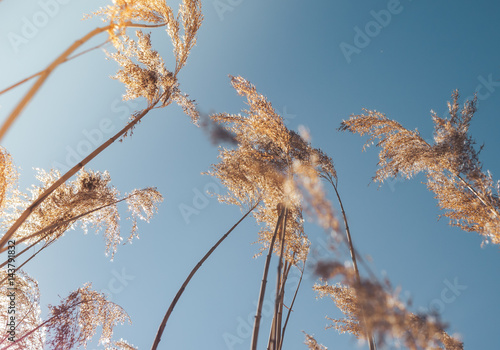 the reeds near the lake in the spring. Bottom view photo