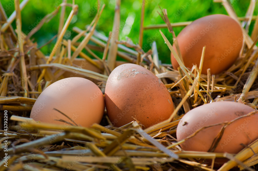 voici des oeufs bio de la ferme pour votre santé ! Stock Photo | Adobe ...