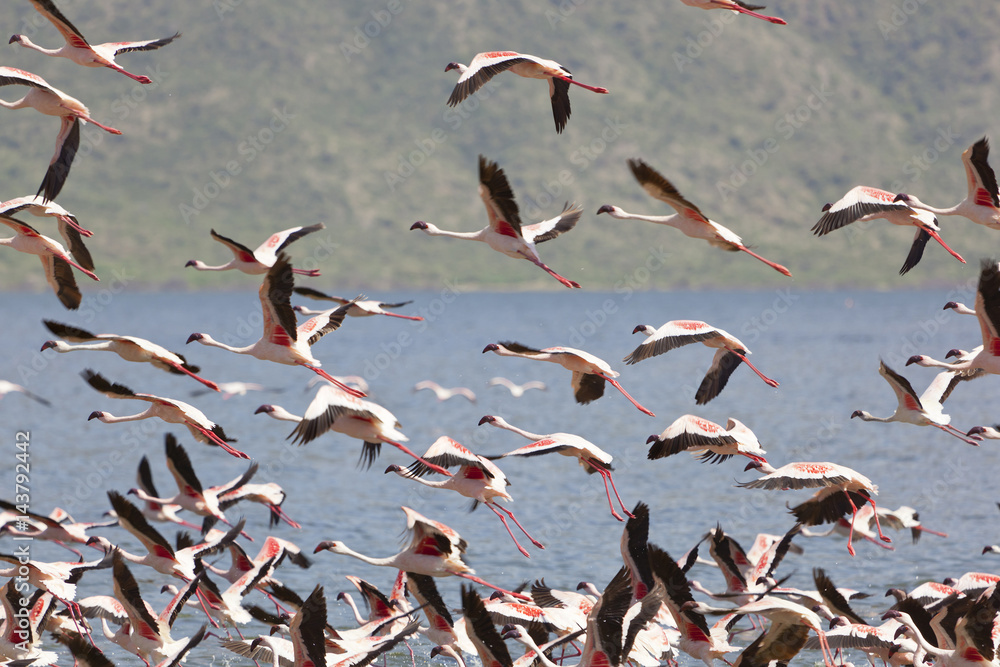 Fototapeta premium Flamingos at Lake Bogoria, Kenya