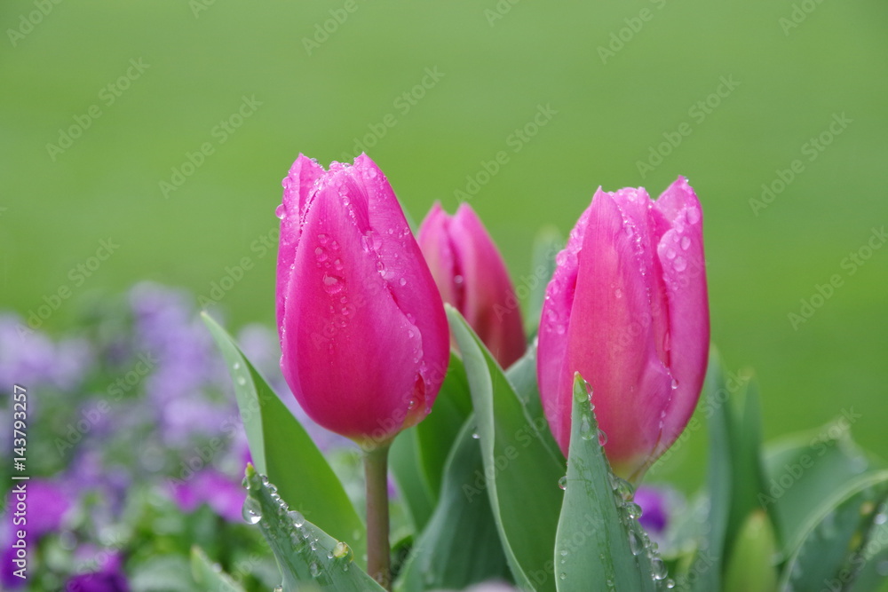 Fototapeta premium Tulips