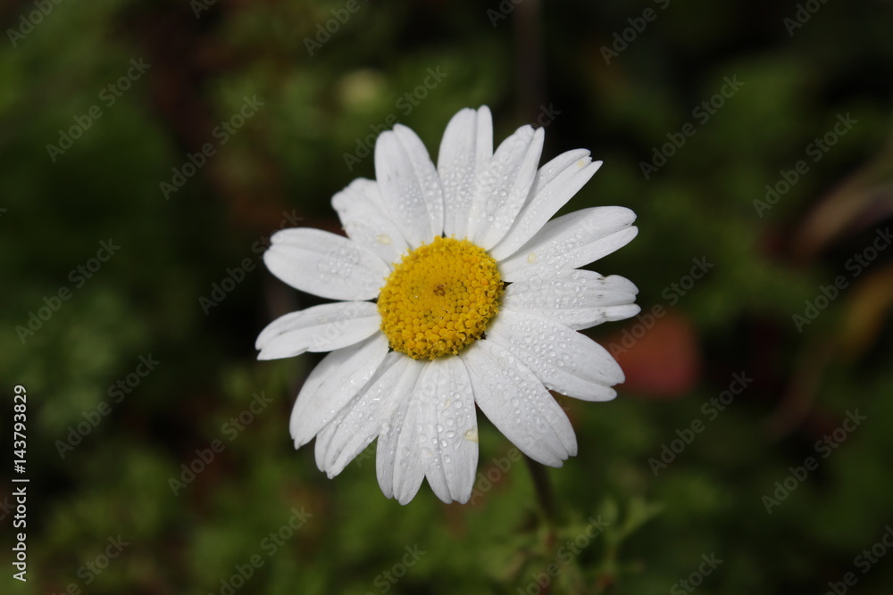 Landscapes, Village view, daisy Landscapes, Village view, daisy