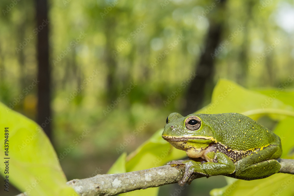 Fototapeta premium Barking Tree Frog