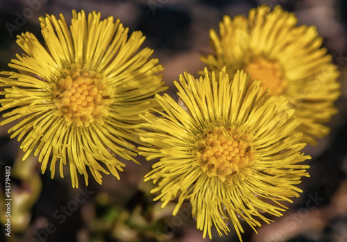 Coltsfoot flowers. Tussilago farfara. 