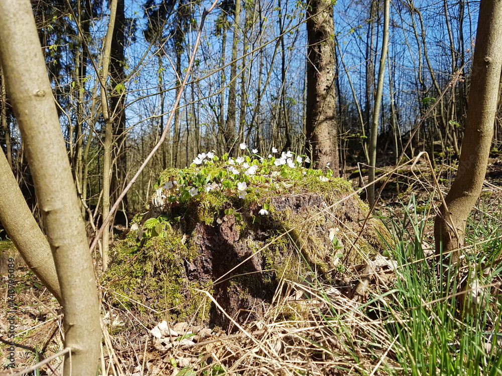 Fototapeta premium Baumstumpf mit Blumen im Wald
