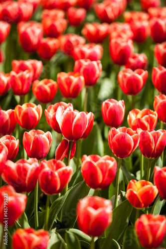 Red tulips in the field in worm sunny day