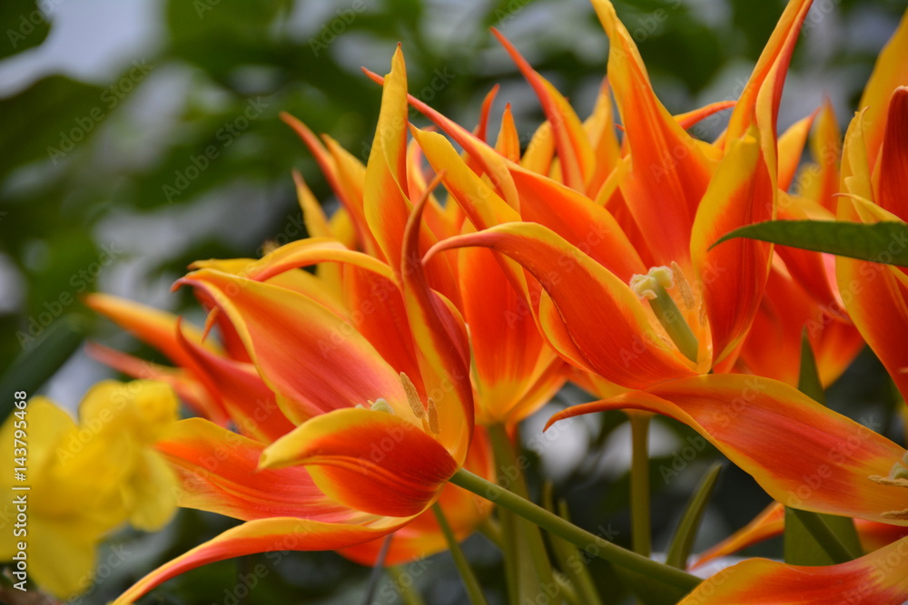 Bright flame flowers in the garden Bright flame flowers in the garden